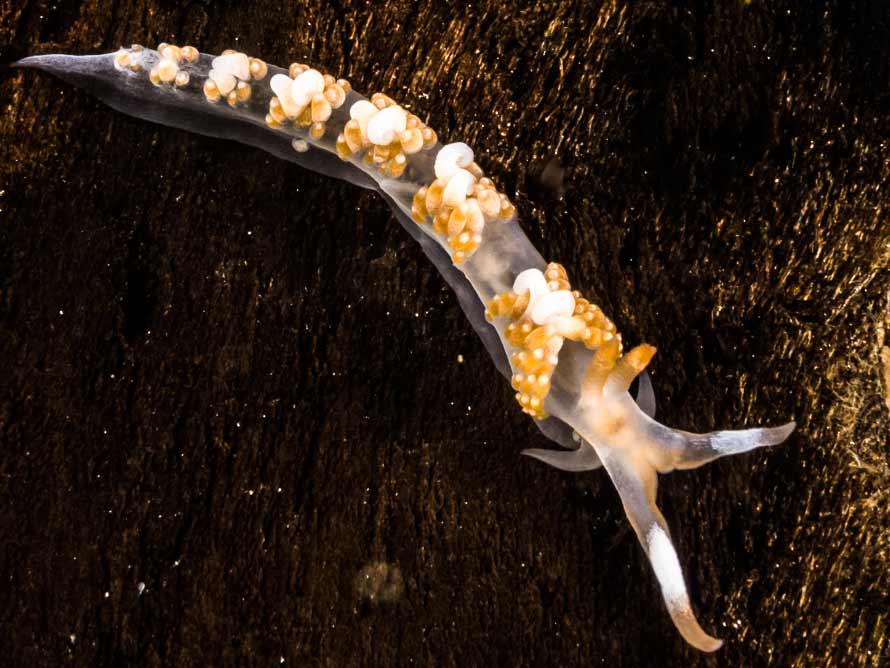 Moridilla cf brockii